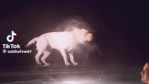 🤣🐶 You Won't Believe This Cute Reaction! Cat Doesn't Listen | FunFM
