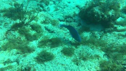 2nd Dive on North Star - Nine Channel off Key Largo Florida - 24 Feet Deep