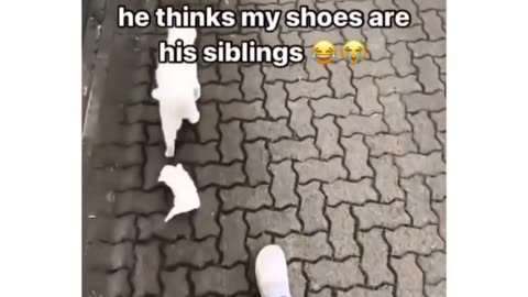 Kitten Thinks My Shoes Are His SIBLINGS Apparently #shorts #tiktok #comedy #cats #kittens