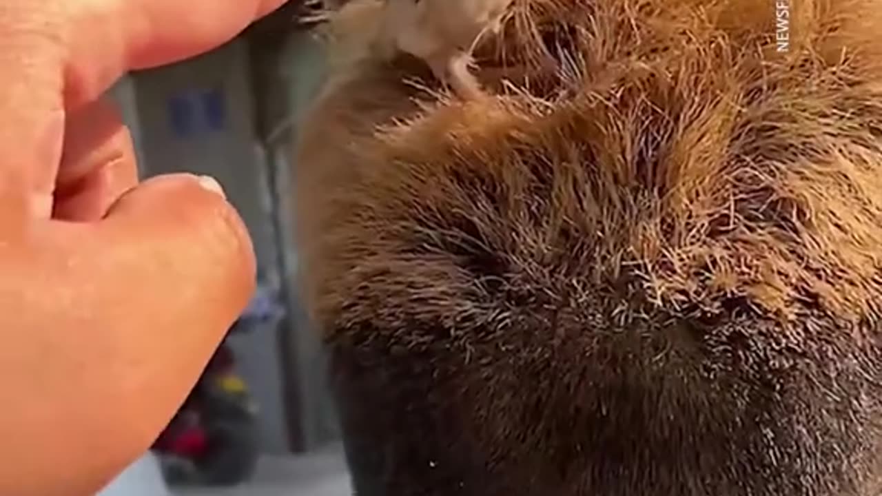 He’s found his new nest This wild bird settled in a man’s hair