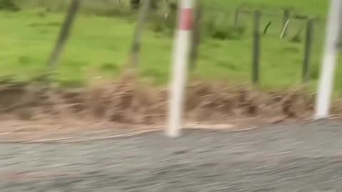 funnyvideosdaily