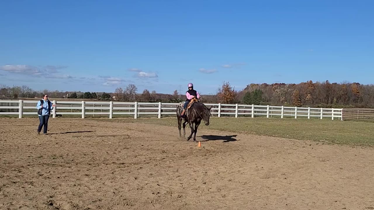 Riding Bear A very well trained western Appy!
