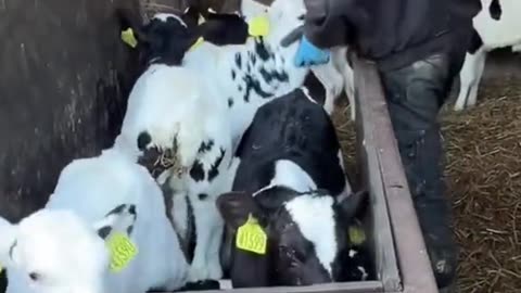 Time to Take Care of the Baby Calves!