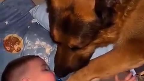 Cats and Dogs Meeting Babies for the First Time