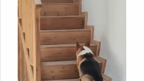 happy happy dogs