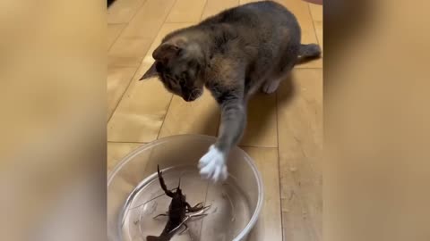Funniest Cats and Dogs Clip 2025😼🐶Try Not To Laugh😜