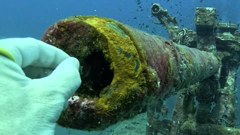 Cannon Fish Refuses Offering
