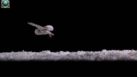 How Does An Owl Fly So Silently | Super Powered Owls |