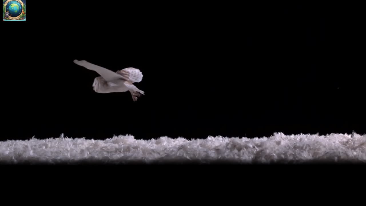 How Does An Owl Fly So Silently | Super Powered Owls |