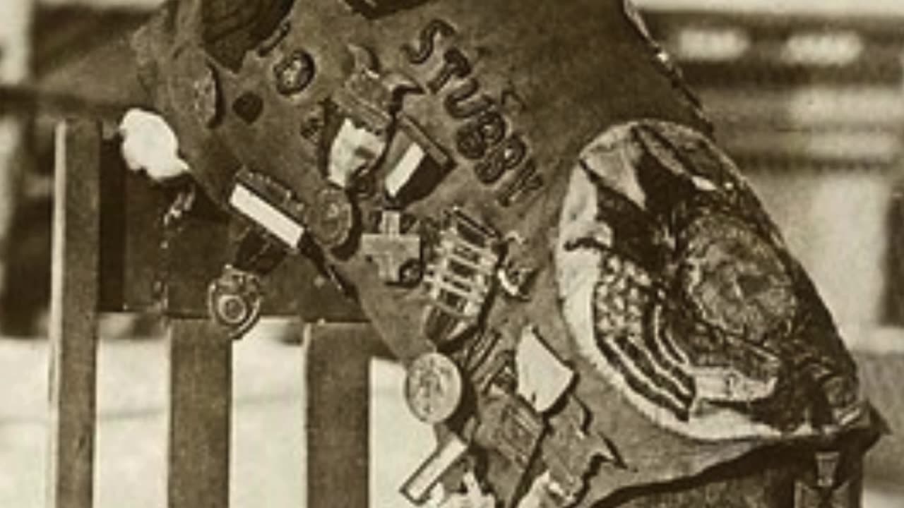 Meet Sgt. Stubby