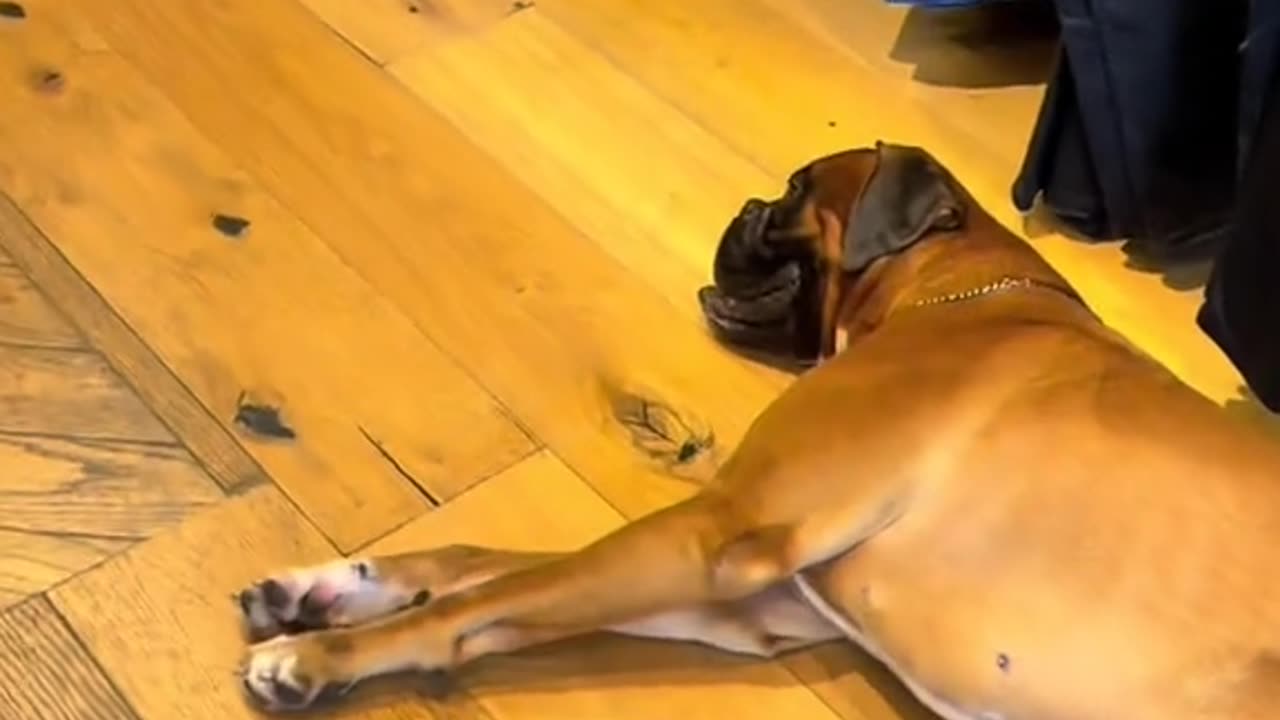 Funny thug life dog
