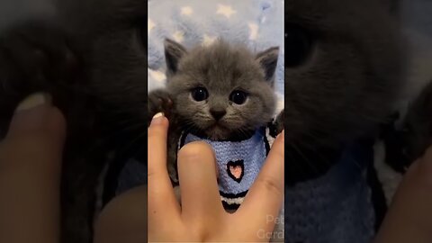 Cute little cats(Pussy) playing