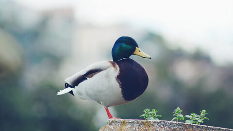 Dr David Duck - The 'Anti-Semitic' Canard of Jewish Media Control is NOT a Canard