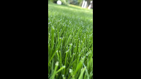 Morning dew