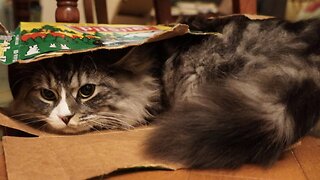 THE CAT.......Is Cool, Awesome....😸