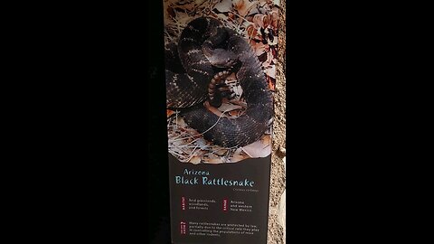 rattlesnake at zoo
