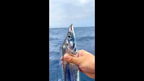 Snake Mackerel in Action – Deep Sea Predator