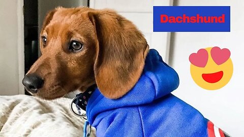 Living with Dachshund Dog Video, Playful and cute Video Compilation Жить с таксой, подборка видео.