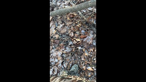 Beavers handy work