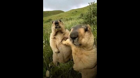 FUNNY WILD ANIMALS 2025 😂 | Hilarious Wildlife Compilation of Monkeys, Elephants & More”