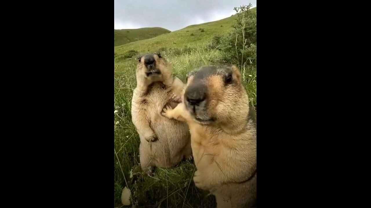 FUNNY WILD ANIMALS 2025 😂 | Hilarious Wildlife Compilation of Monkeys, Elephants & More”