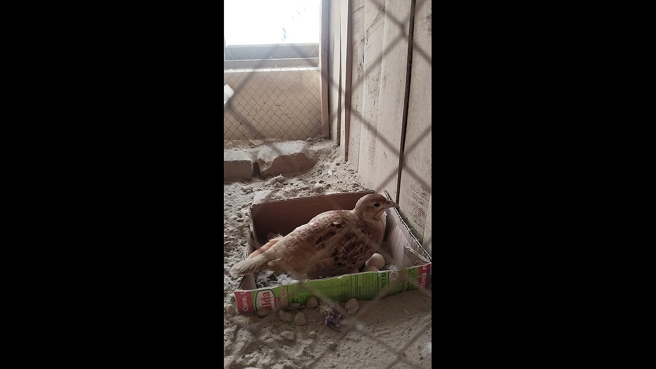 my bird