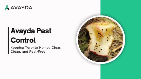 Toronto Living, Pest-Free and Worry-Free by Avayda Pest Control