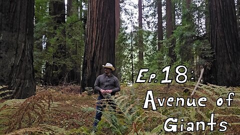 Ep.18 : Avenue of Giants