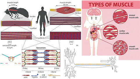 Animal Form and Function: Muscles and Movement