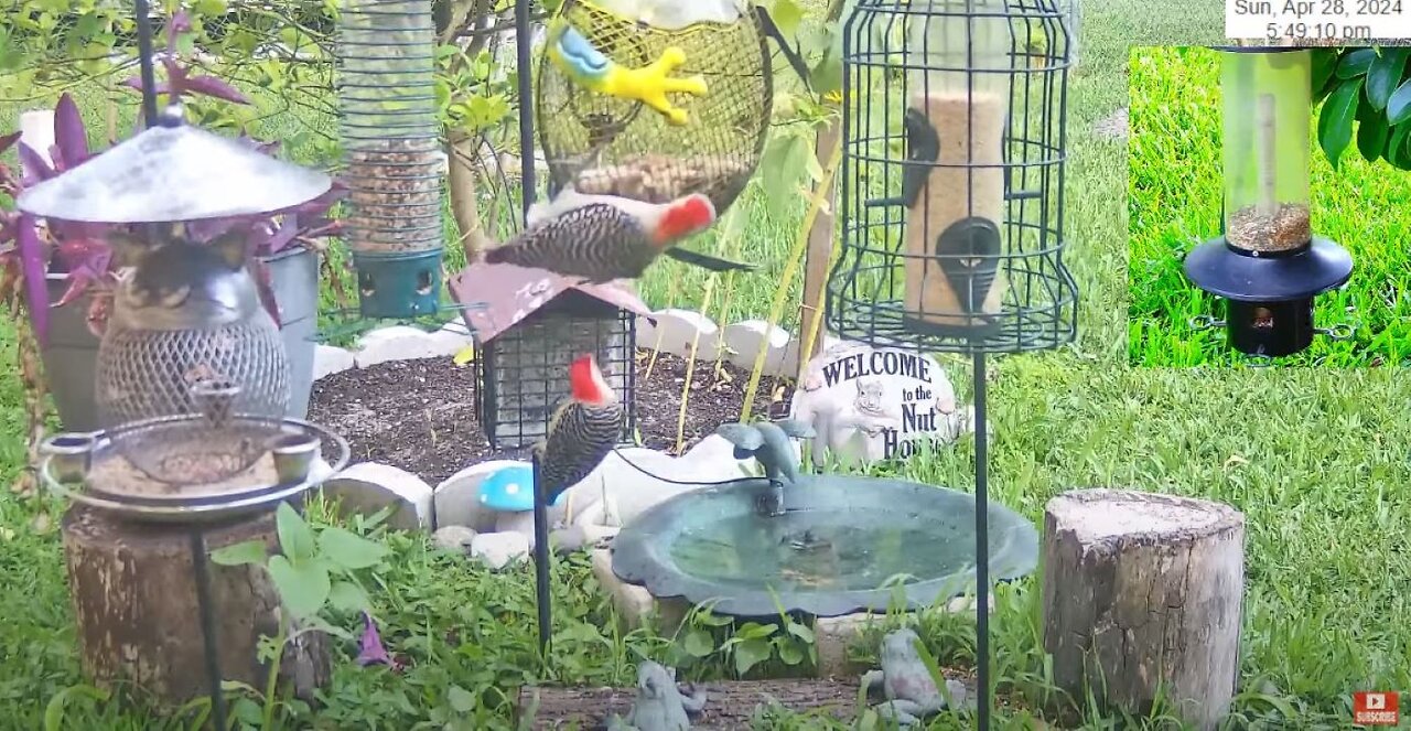 Florida Bird/Bath Feeder SWFL Live Camera HD