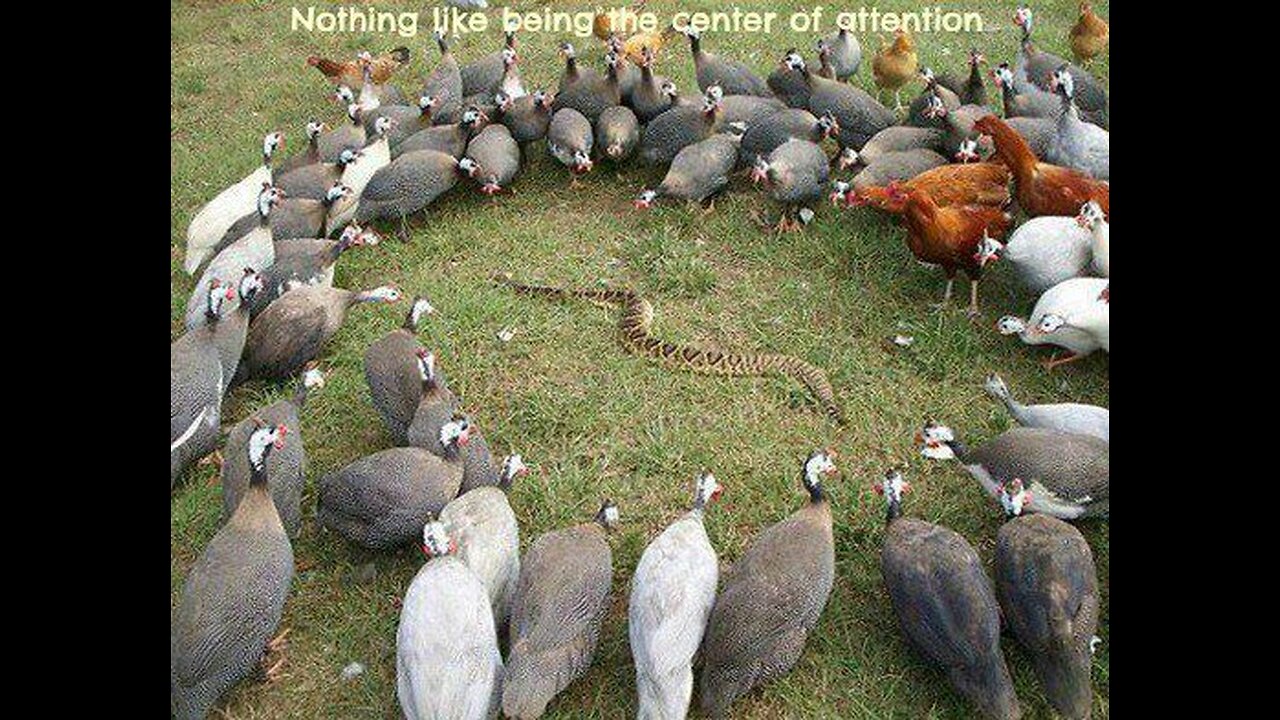 GOD IS ABOUT TO LAUNCH YOUR COMEBACK, By Napoleon Hill. Review. ;)