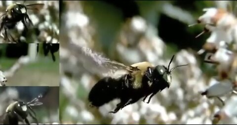 The levitation of the bumblebee.