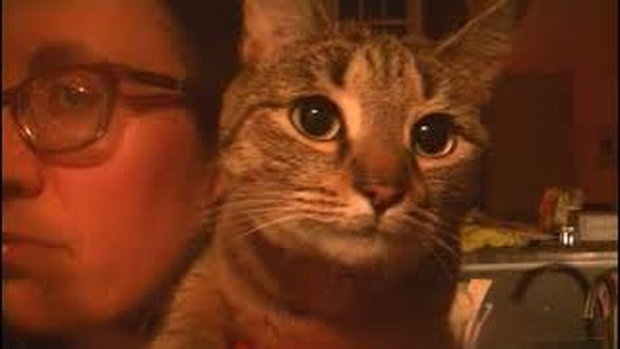 animals are very lucky to not know what the internet is
