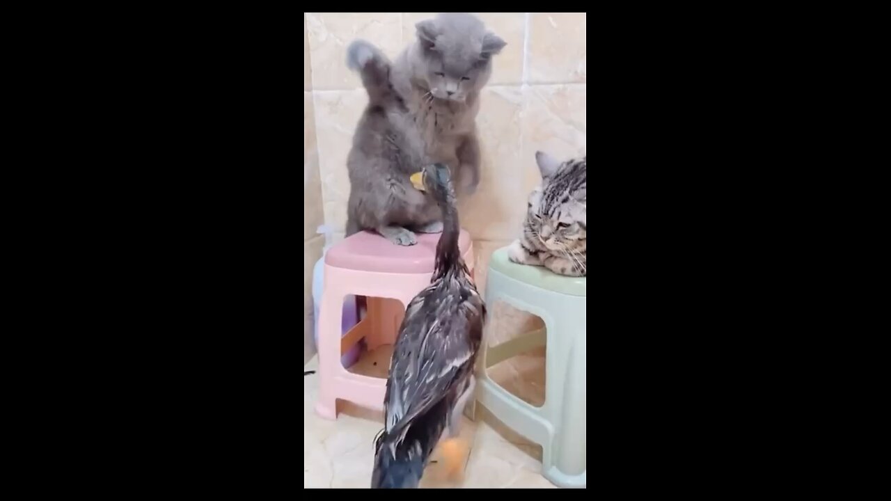 Cat slapping for reasons 🤣