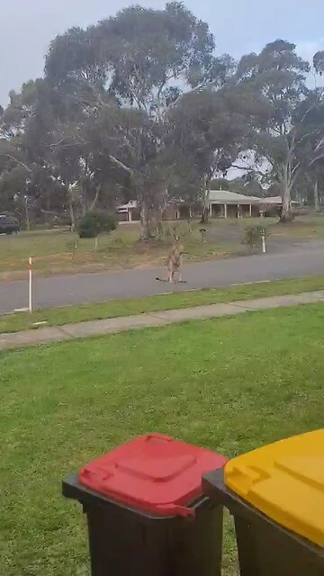Australian kangaroo 🦘