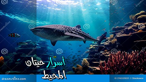 أسرار محيطية: ماذا تخفي أصوات الحيتان؟