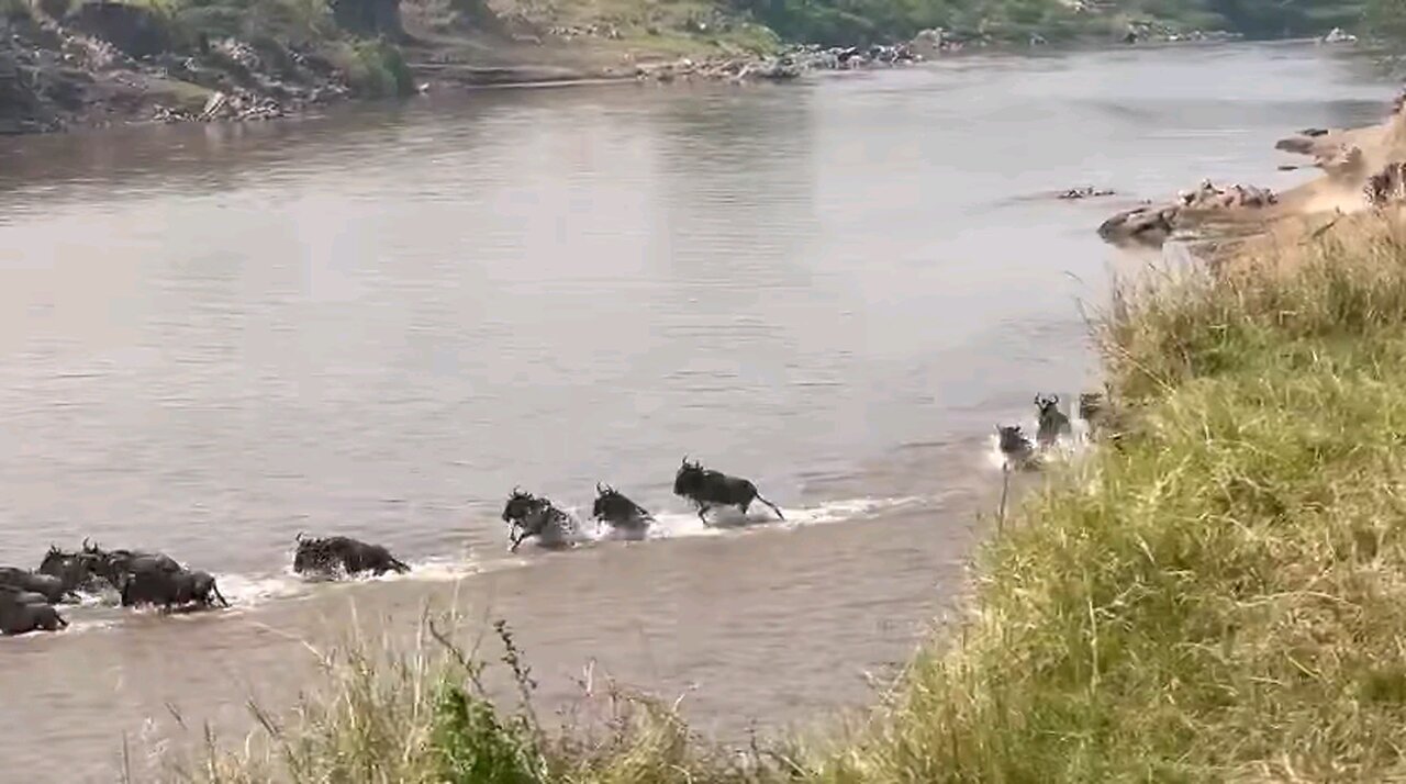 herd of wildebeests crossing a river