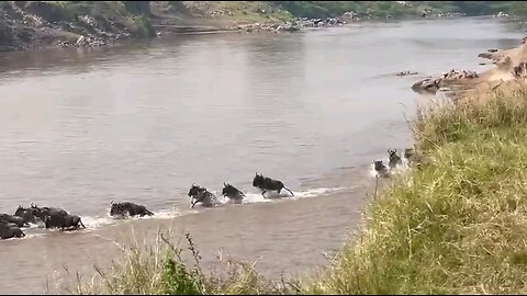 herd of wildebeests crossing a river
