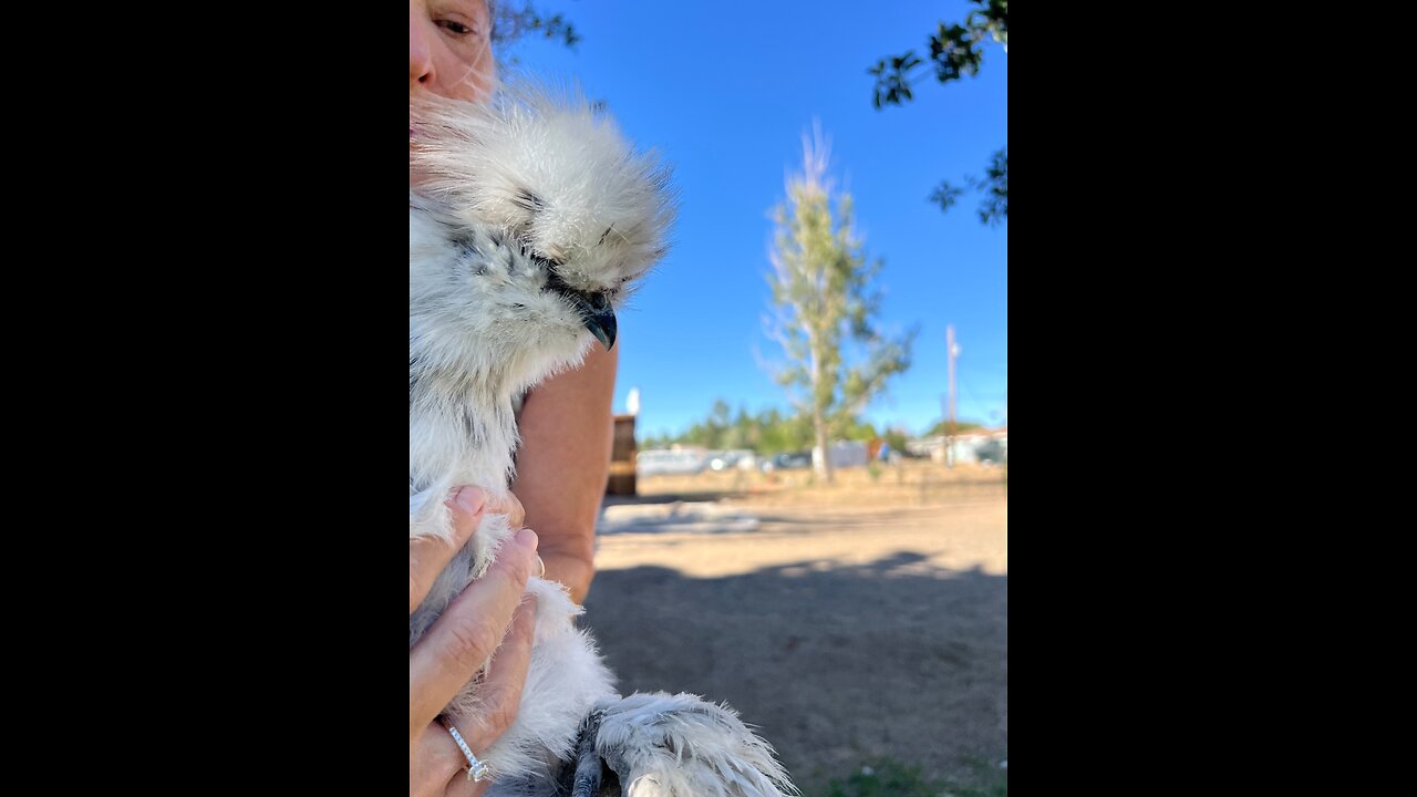 Chicken life update