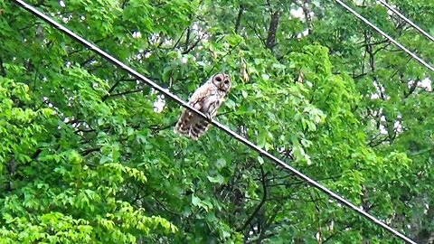 Barred Owl