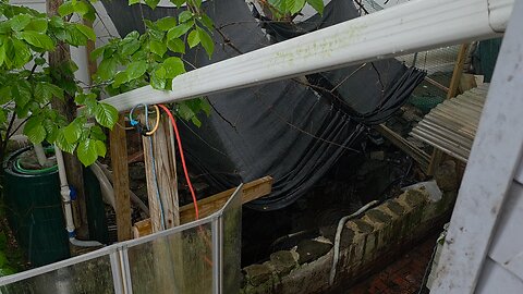 Koi Pond Drained
