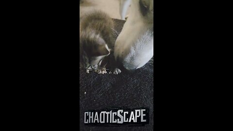 Feisty Rescued Kitten Devours Dinner with GROWLS! #usa #animals #kitten #rescue
