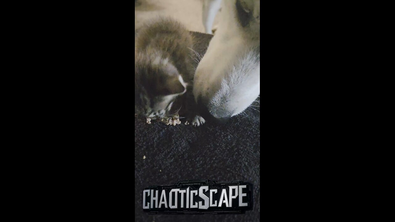 Feisty Rescued Kitten Devours Dinner with GROWLS! #usa #animals #kitten #rescue