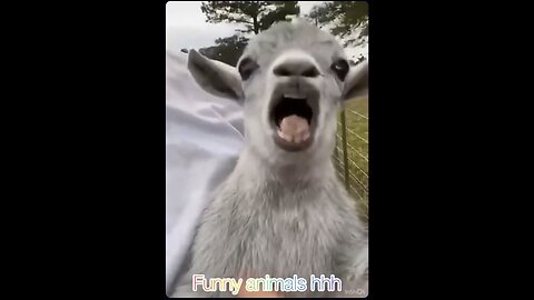 Ultimate Funny Animals Compilation 😂🐶🐱🐐 | Try Not To Laugh!