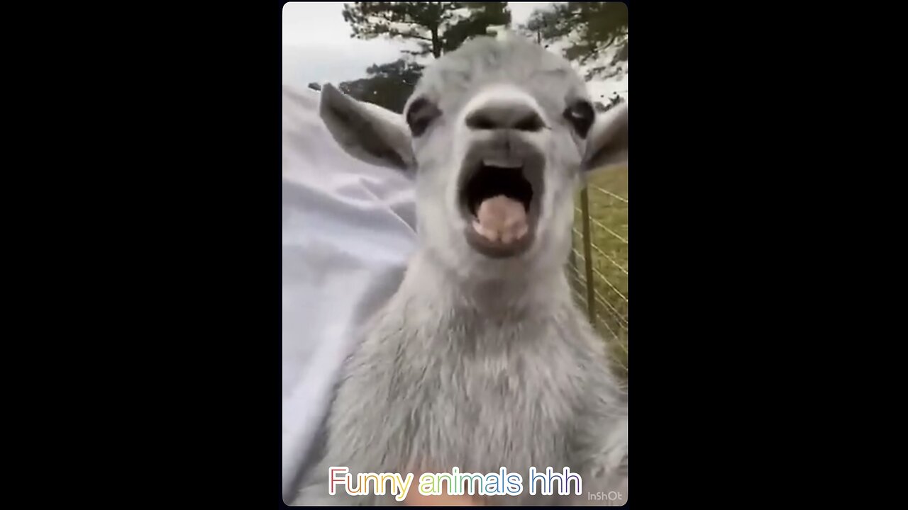 Ultimate Funny Animals Compilation 😂🐶🐱🐐 | Try Not To Laugh!