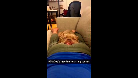 Dog's reaction on fart😤🐶 pranks lol