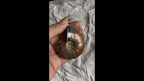 Natural rainbow ammonite