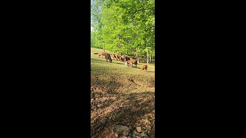 Cows and calves 2025.