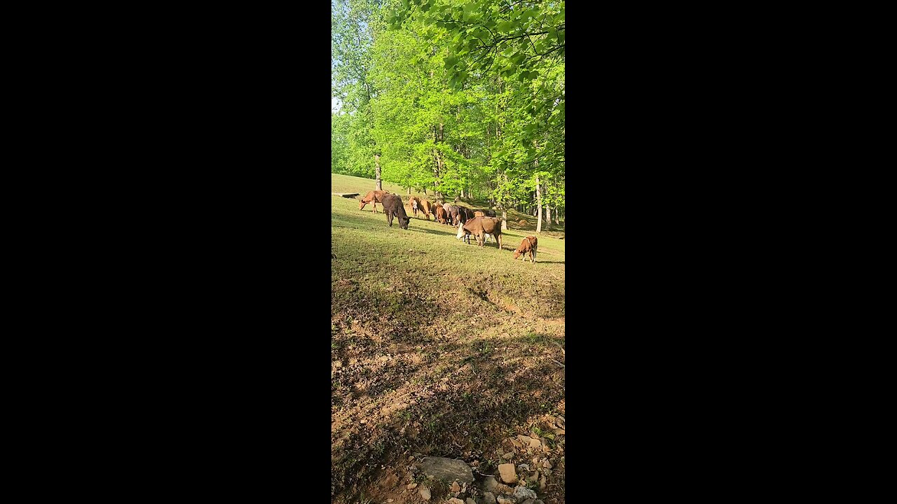 Cows and calves 2025.