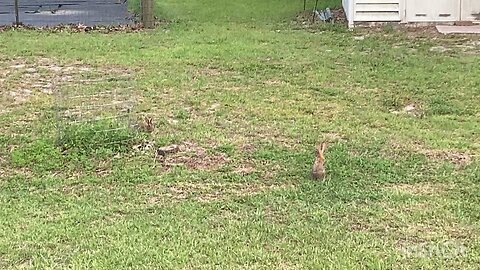 Two wild rabbits in my backyard. I added sound effects..Lol